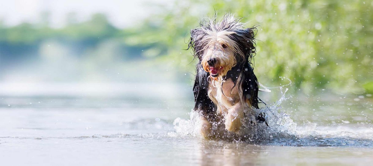 Mobile Hundetrainer Ammersee