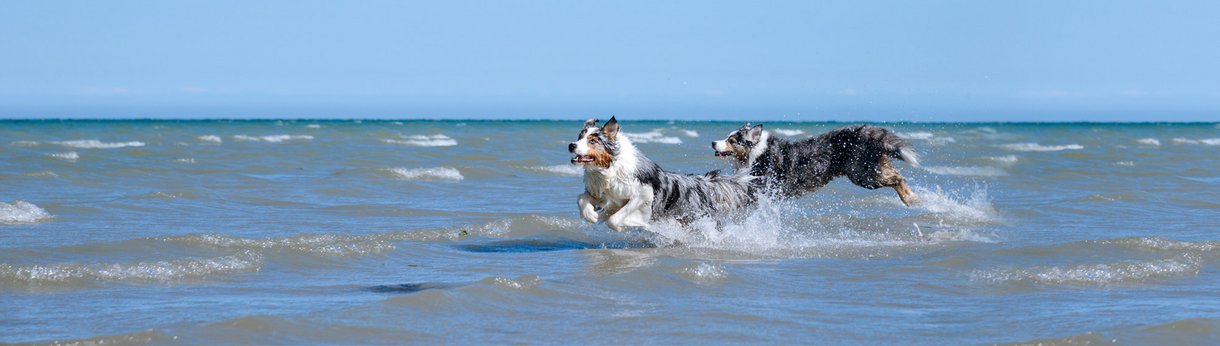 Unser individuelles Hundetraining