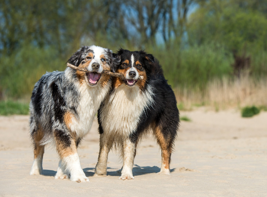 Hunde am Strand