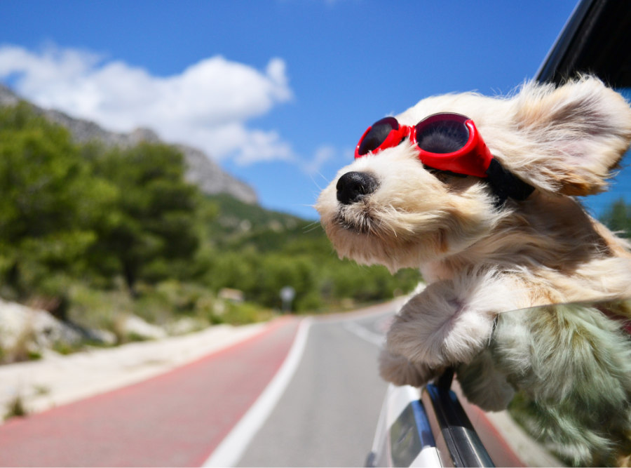 Hund im Auto