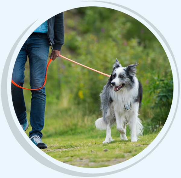 DOGIS - mobile Hundeschule & Privater Hundetrainer - Attersee am Attersee